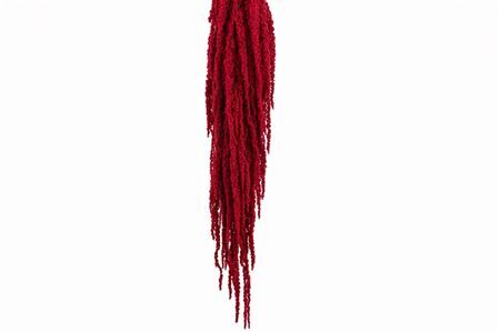 Pres Amaranthus Caud Red X5 Bunch