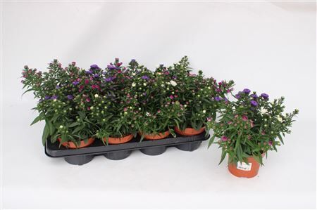 Aster Showmaker Tricolor