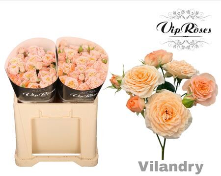 R Tr Vilandry