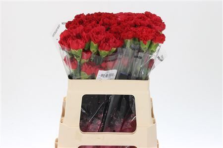 Di St Std Red Magic