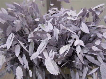Chasmanthium Licht Milka