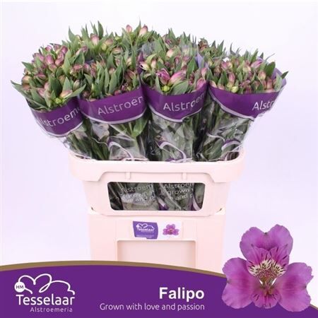 Alstr Falipo