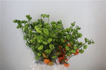 Pepers Campanella Orange Bunch