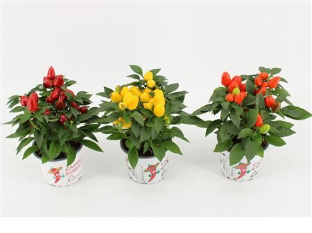 Capsicum An Gemengd