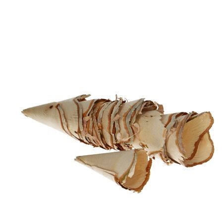 Bouleau rouleau large x8