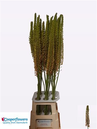 Eremurus Pinokkio
