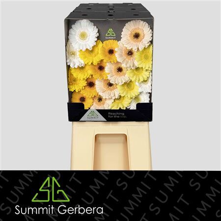Ge Mi Mixed Yellow Dream Diamond
