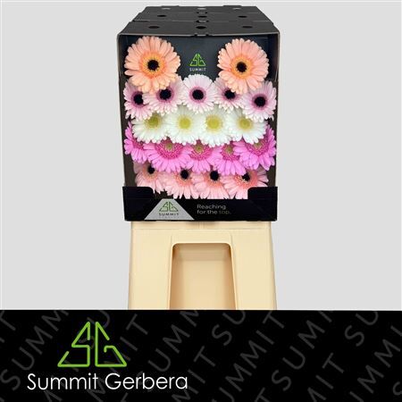 Ge Mi Mixed Pastel Diamond Diamond