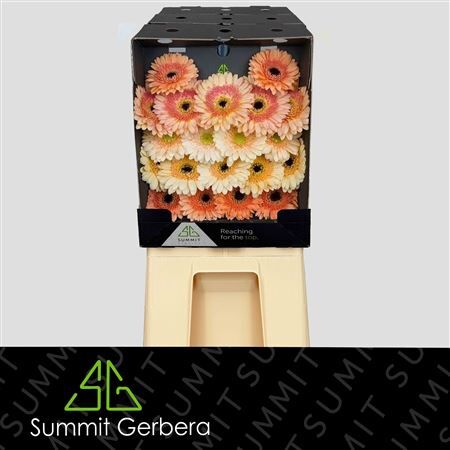 Ge Mi Mix Apricot Fantasy Diamond Diamond