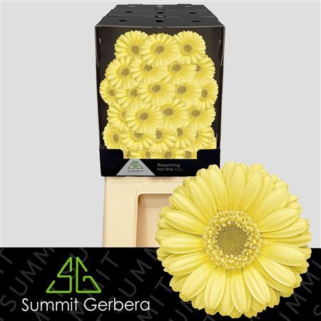 Ge Mi Lemon Ice Diamond