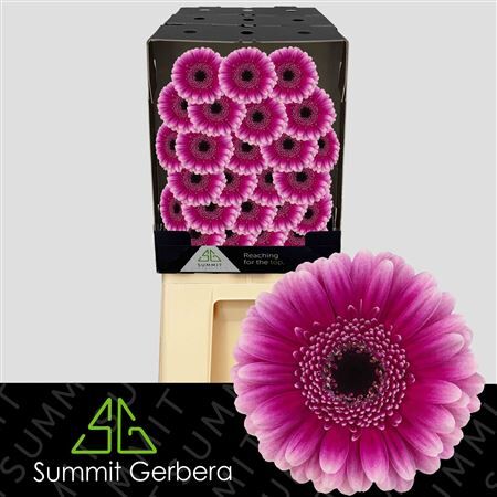 Ge Mi Design Diamond