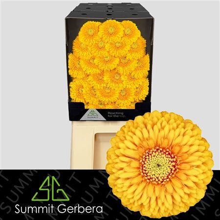 Ge Mb Honeydew Diamond