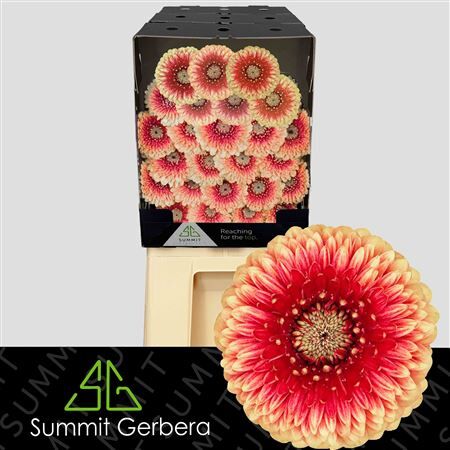 Ge Mb Beaker Diamond