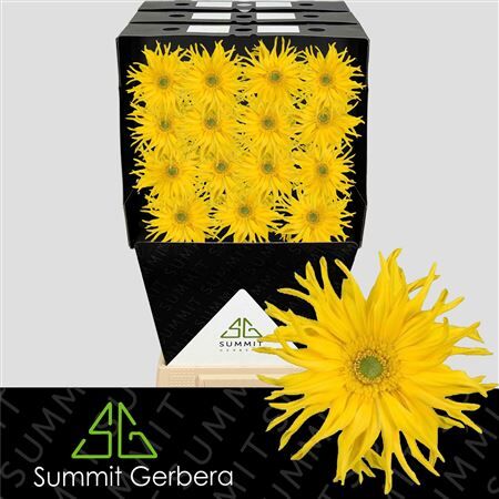 Ge Kv Pasta Zafferano Diamond