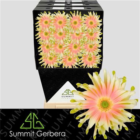 Ge Kv Pasta Nabi Diamond