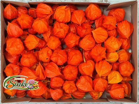 Physalis Lampion Los