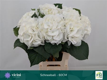 Hydr M Schneeball