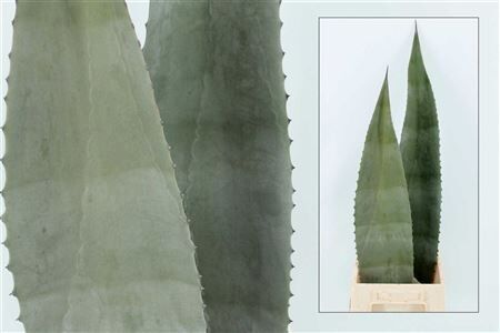 Agave Americana 70cm