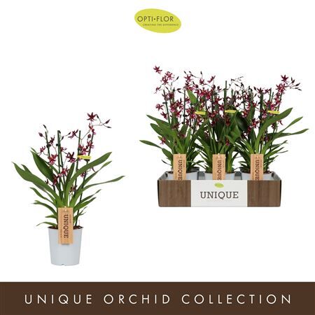 Oncidium Katerina 3 Tak Perfume
