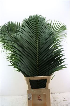 Chrysalidocarpus Lutescens