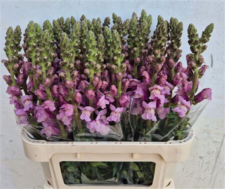 Antir Op Lavender