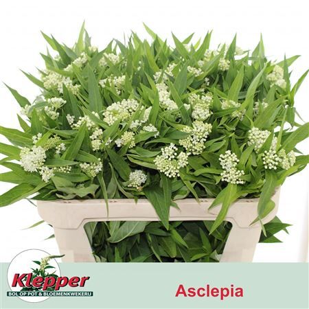 Ascl Inc White Super