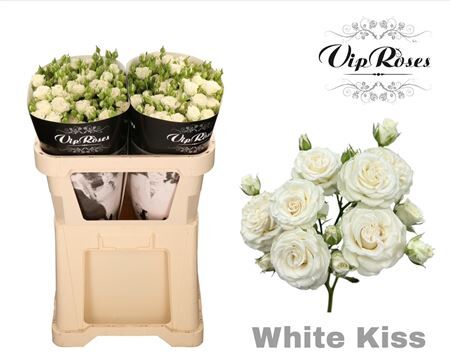 R Tr White Kiss+