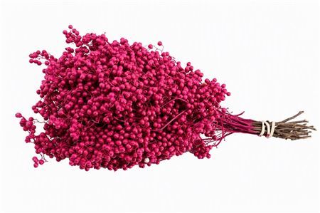 Schinus M Pt Fuchsia Bunch