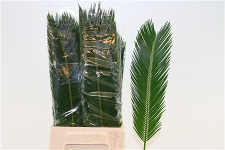 Cycas Revoluta