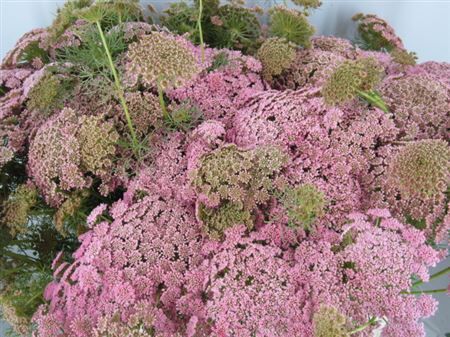 Ammi Vis Sweet Rose