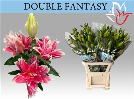 Li Or Du Do Fantasy
