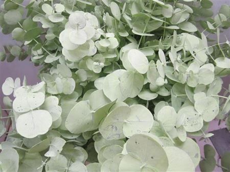 Euc Cinerea Licht Groen