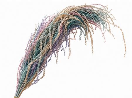 Dried Bleached Amaranthus Caudatus Lolita