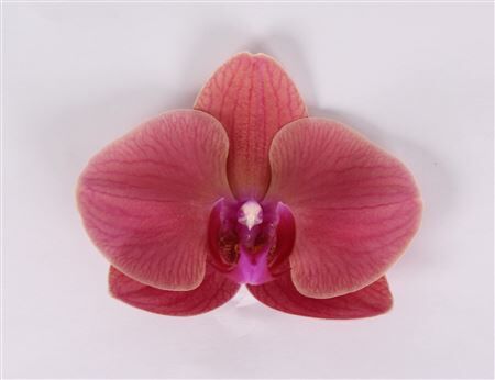 Phal Asian Coral Bloem 25 Bloemen