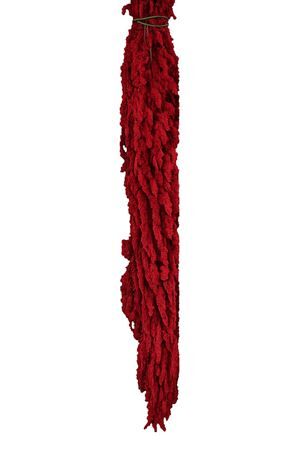 Pres Amaranthus Caud Bordeaux Bunch
