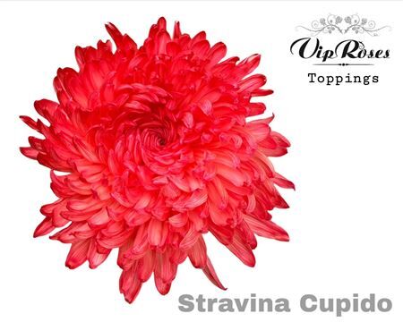 Chr G Stravina Cupido