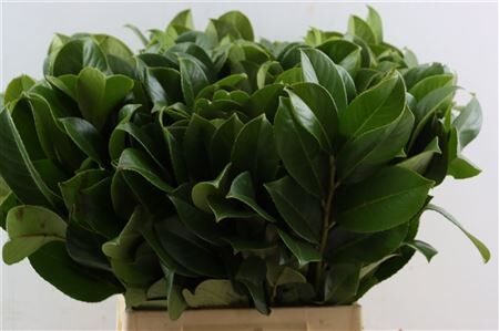 Laurier 55 Cm Per Stem