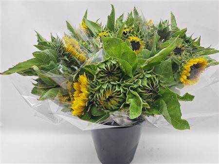 Mono Zonnebloem X5