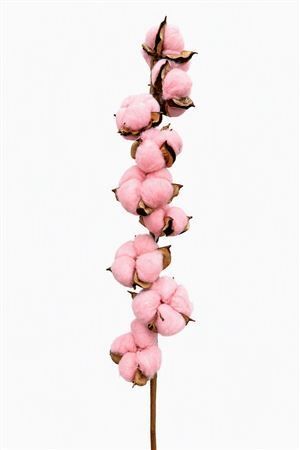 Dried Cotton Stem 9 Balls Light Pin