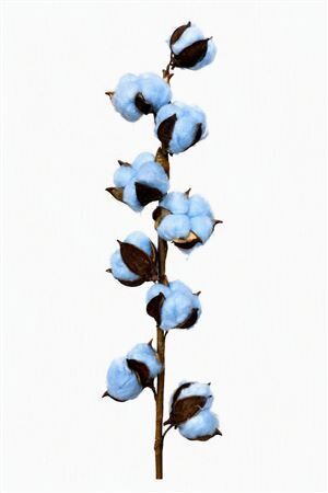 Dried Cotton Stem 9 Balls Blue