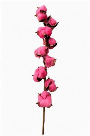 Dried Cotton Stem 9 Balls Cerise