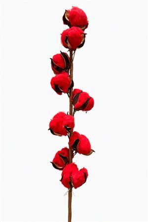 Dried Cotton Stem 9 Balls Red