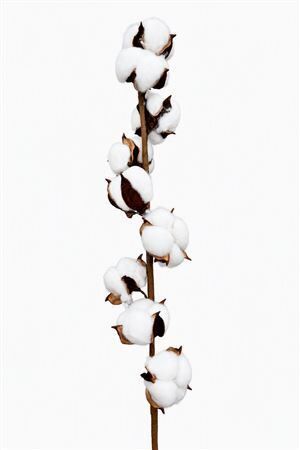 Dried Cotton Stem 9 Balls White