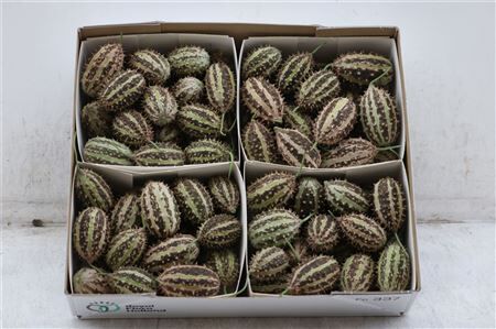 Sier Cucumis Maryline X4 Holl