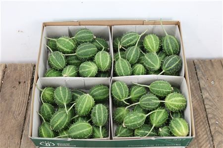 Sier Cucumis Canoxii X 4 Holl