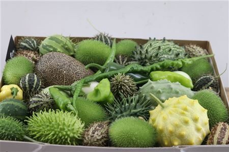 Sier Cucumis Mix Spec White X4 Holl