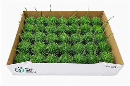 Sier Cucumis Egel M Holl X35