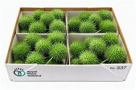 Sier Cucumis Egel X4 Holl