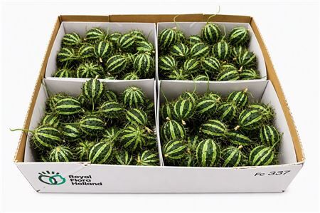 Sier Cucumis Mirio X4 Holl