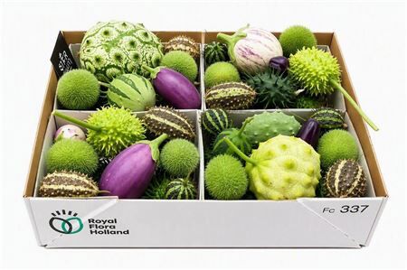 Sier Cucumis Mix Spec Lilac X4 Holl